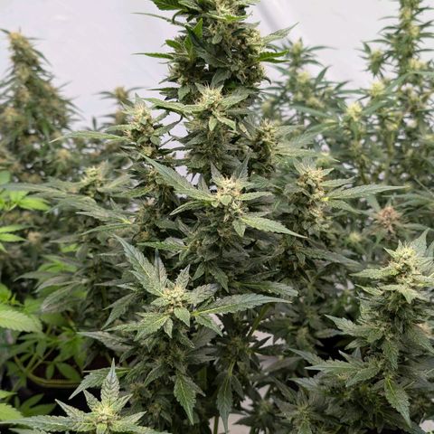Papaya Cookies Auto  growlog timeline photo