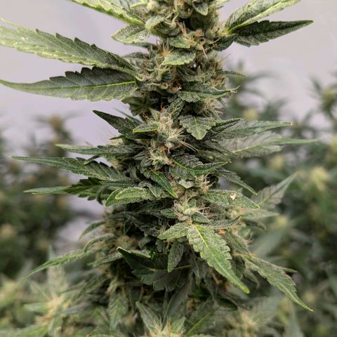 Papaya Cookies Auto  growlog timeline photo