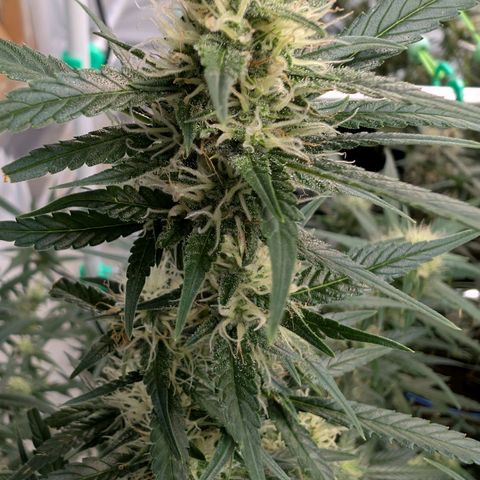 Nama's Threesome #3 growlog timeline photo
