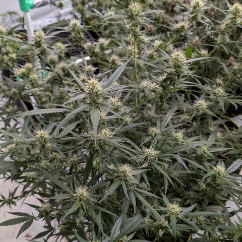 Nama's Threesome #3 growlog timeline photo
