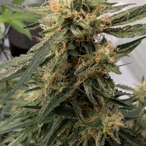 Nama's Threesome #2 growlog timeline photo
