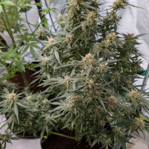 Nama's Threesome #2 growlog timeline photo