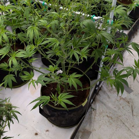 Citrus Fuel (Semi) Automatic growlog timeline photo