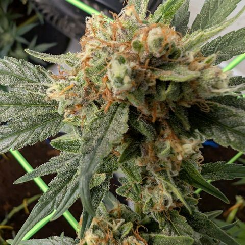 Mimosa Sunrise XXL Automatik  growlog timeline photo
