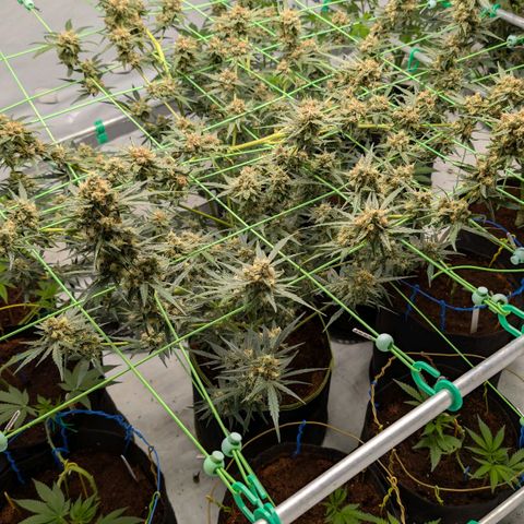 Mimosa Sunrise XXL Automatik  growlog timeline photo