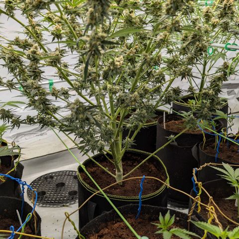 Mimosa Sunrise XXL Automatik  growlog timeline photo