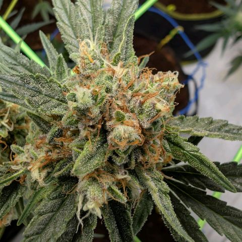 Mimosa Sunrise XXL Automatik  growlog timeline photo