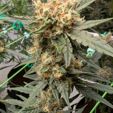 Mimosa Sunrise XXL Automatik  growlog timeline photo