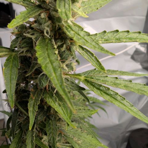 Blueberry Candiez growlog timeline photo