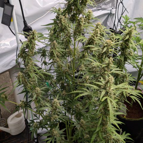 Blueberry Candiez growlog timeline photo