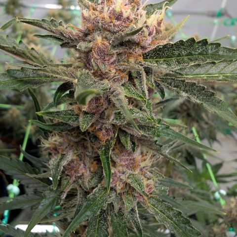 Nama's Threesome #1 growlog timeline photo