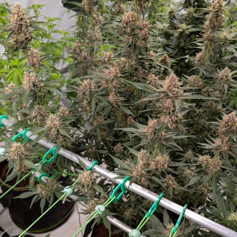 Nama's Threesome #1 growlog timeline photo