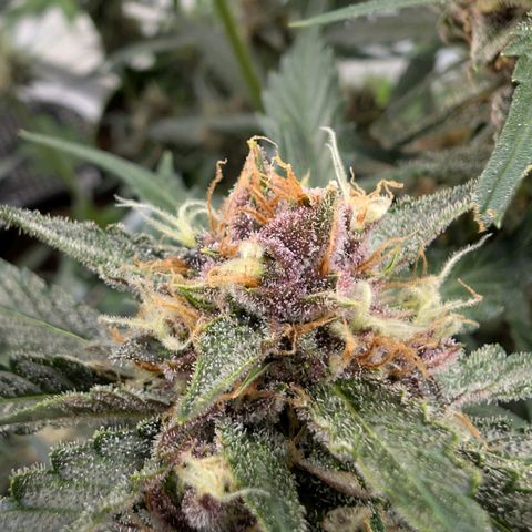 Nama's Threesome #1 growlog timeline photo