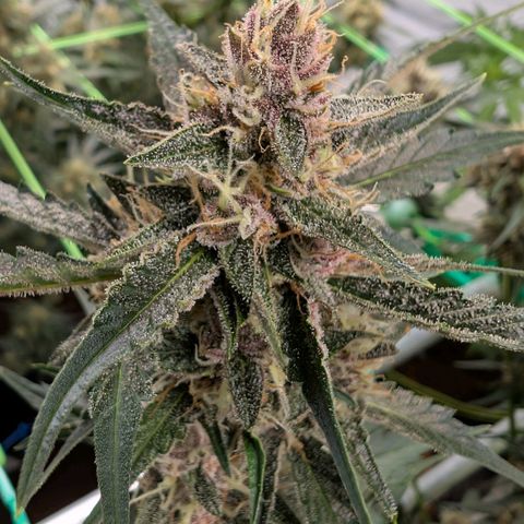Nama's Threesome #1 growlog timeline photo