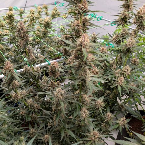 Nama's Threesome #1 growlog timeline photo