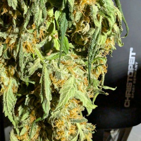 Gorilla Zkittlez Auto growlog timeline photo