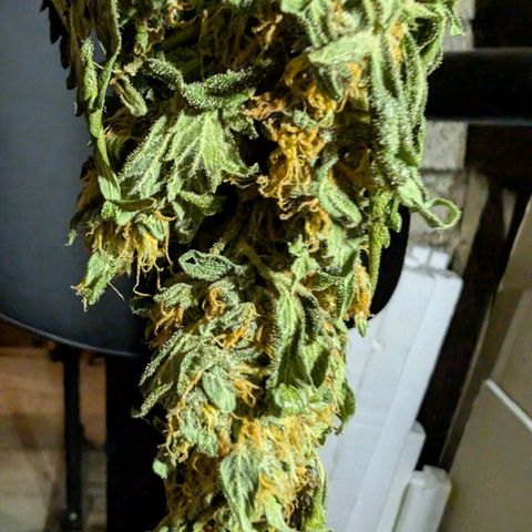 Gorilla Zkittlez Auto growlog timeline photo