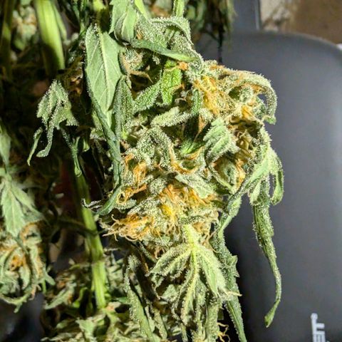 Gorilla Zkittlez Auto growlog timeline photo