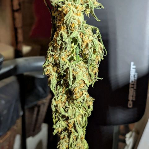 Gorilla Zkittlez Auto growlog timeline photo