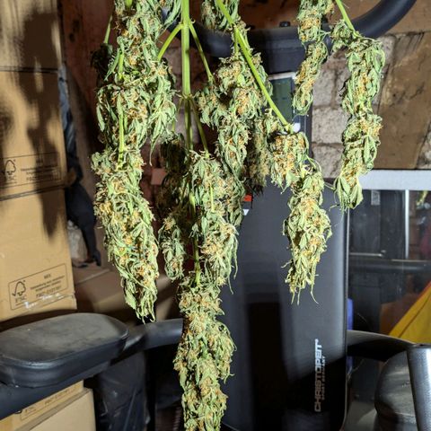 Gorilla Zkittlez Auto growlog timeline photo