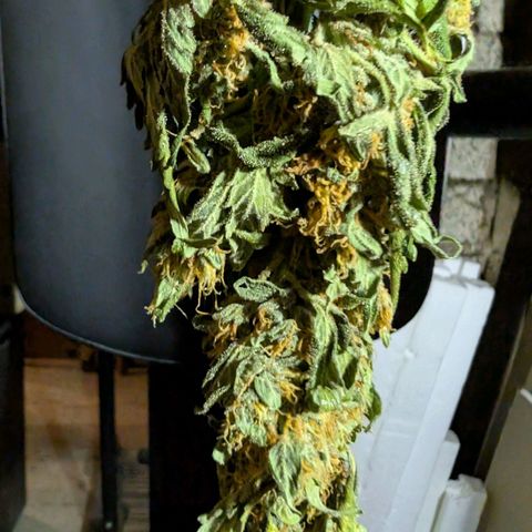 Gorilla Zkittlez Auto growlog timeline photo