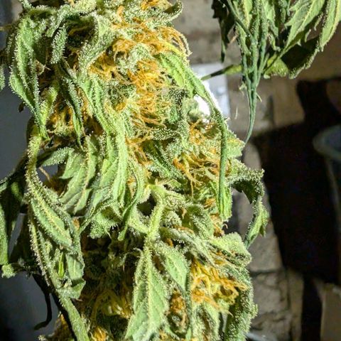 Gorilla Zkittlez Auto growlog timeline photo