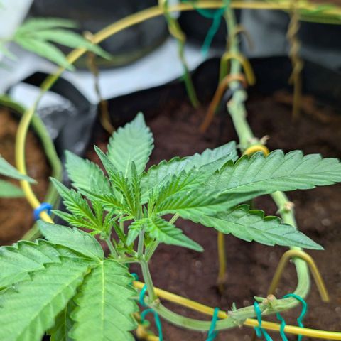 Blue Sunset  growlog timeline photo