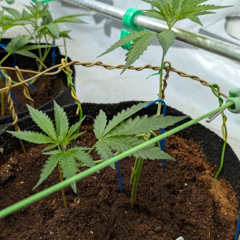 Blue Sunset  growlog timeline photo