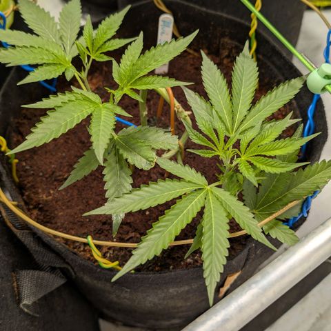 Blue Sunset  growlog timeline photo