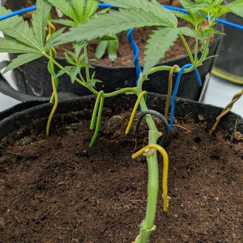 Blue Sunset  growlog timeline photo