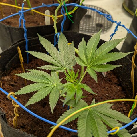 Cherry Bacio  growlog timeline photo