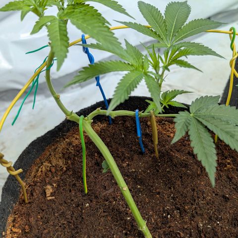 Cherry Bacio  growlog timeline photo
