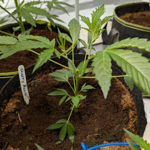 Cherry Bacio  growlog timeline photo