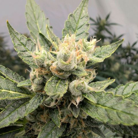 Papaya Cookies Auto  growlog timeline photo