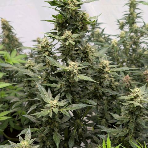 Papaya Cookies Auto  growlog timeline photo