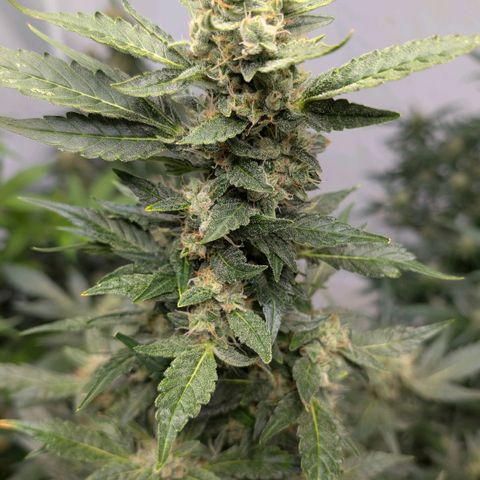 Papaya Cookies Auto  growlog timeline photo
