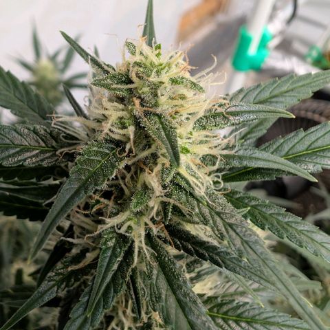 Nama's Threesome #3 growlog timeline photo