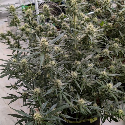 Nama's Threesome #3 growlog timeline photo