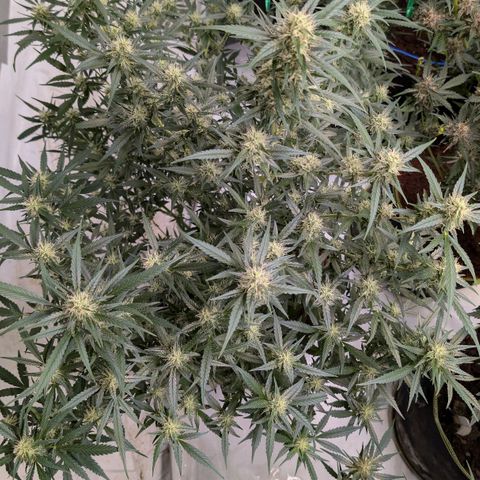 Nama's Threesome #3 growlog timeline photo