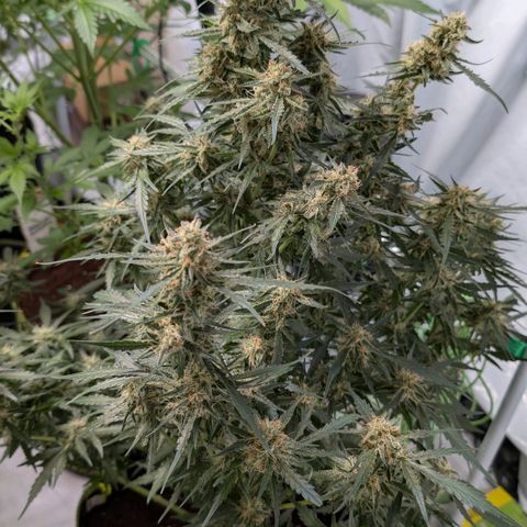 Nama's Threesome #2 growlog timeline photo