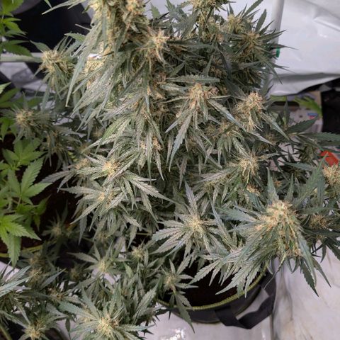 Nama's Threesome #2 growlog timeline photo