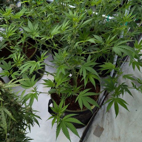 Citrus Fuel (Semi) Automatic growlog timeline photo