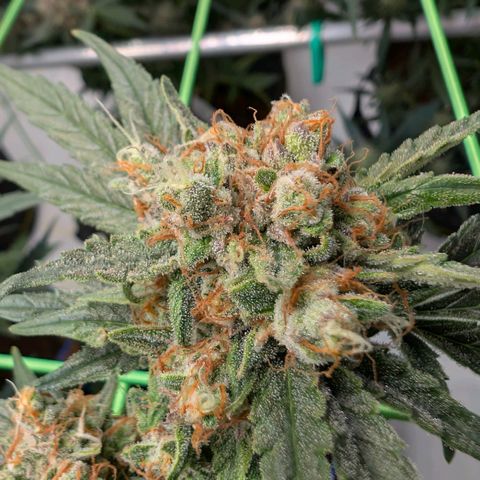 Mimosa Sunrise XXL Automatik  growlog timeline photo