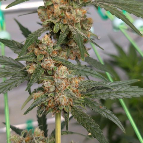 Mimosa Sunrise XXL Automatik  growlog timeline photo