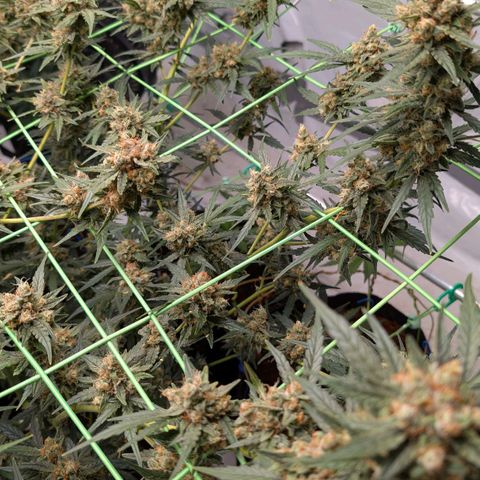 Mimosa Sunrise XXL Automatik  growlog timeline photo