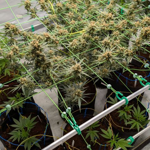 Mimosa Sunrise XXL Automatik  growlog timeline photo