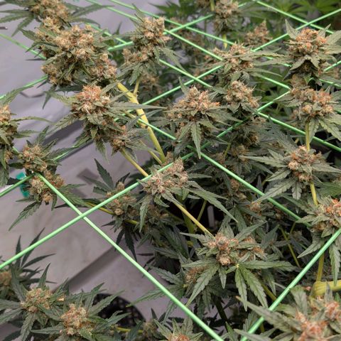 Mimosa Sunrise XXL Automatik  growlog timeline photo