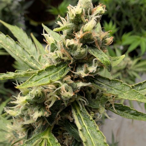 Blueberry Candiez growlog timeline photo