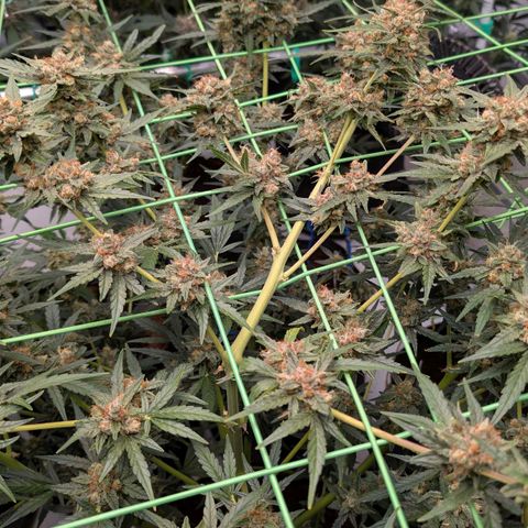 Mimosa Sunrise XXL Automatik  growlog timeline photo