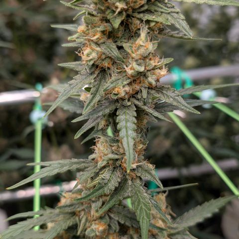 Mimosa Sunrise XXL Automatik  growlog timeline photo